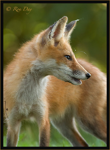 Red Fox, (Vulpes vulpes)